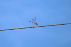 (Female) Four-Spotted Pennant Dragonfly