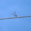 (Female) Four-Spotted Pennant Dragonfly
