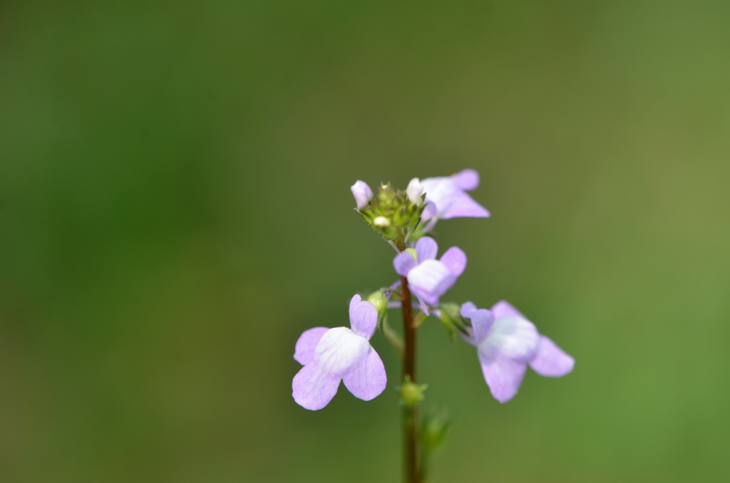 Nuttallanthus canadensis 3-7-24