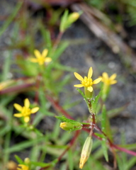 Sanddune  Cinchweed 8-29-23