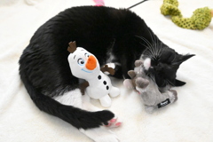 Olaf too　12-26-24