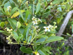 Avicennia germinans 6-25-25