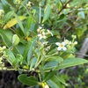 Avicennia germinans 6-25-25