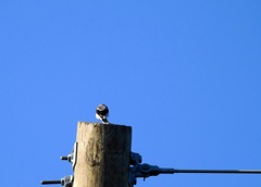 Telephone Line 8-5-23