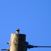 Telephone Line 8-5-23