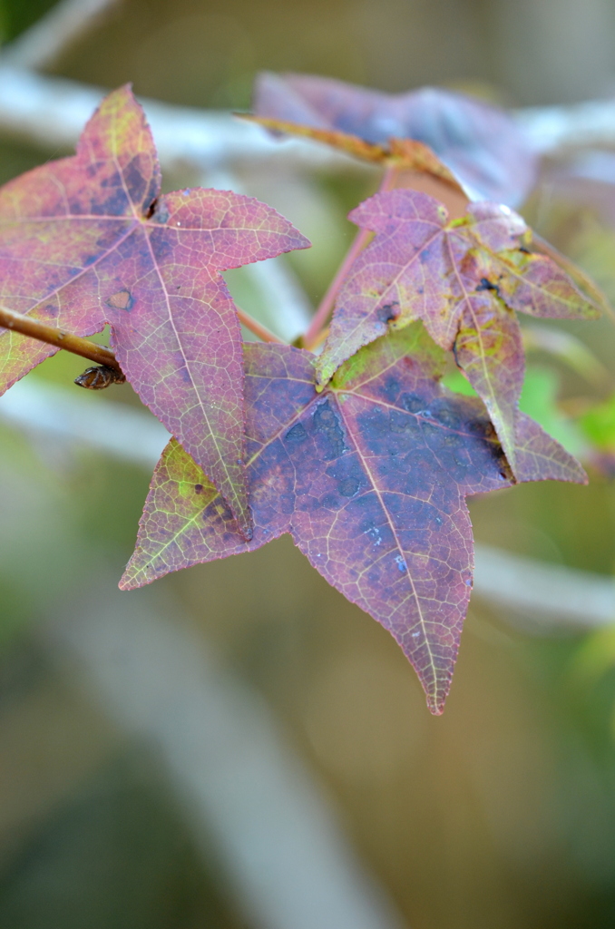 Sweetgum I 2-4-25