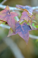 Sweetgum I 2-4-25