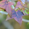 Sweetgum I 2-4-25