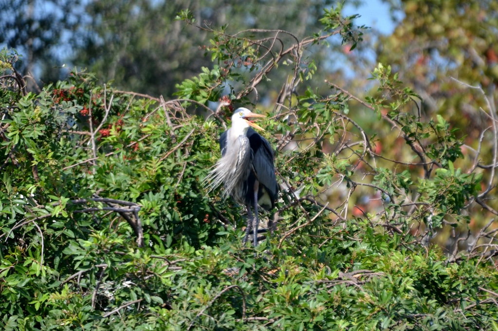 Great Blue Heron's Tongue 1-24-23