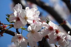 段葛の桜　2024-4-11