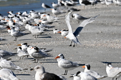 Royal Tern Came Back 11-26-24