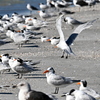 Royal Tern Came Back 11-26-24