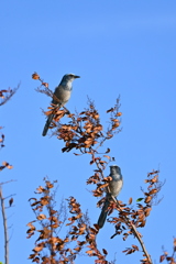 Florida Scrub Jays 11-8-24