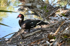 Muscovy Duck II 2-4-25