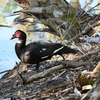 Muscovy Duck II 2-4-25