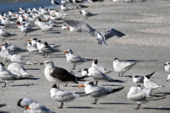Royal Tern Flew In 11-26-24