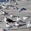 Royal Tern Flew In 11-26-24