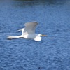 Flight 1-24-23