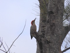Red-bellied Woodpecker III 10-9-23