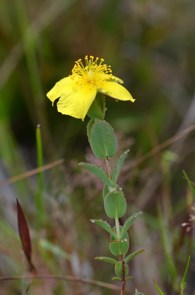 Hypericum tetrapetalum 3-8-24