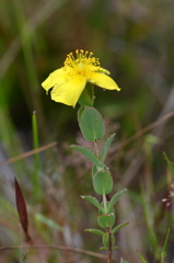 Hypericum tetrapetalum 3-8-24