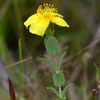 Hypericum tetrapetalum 3-8-24