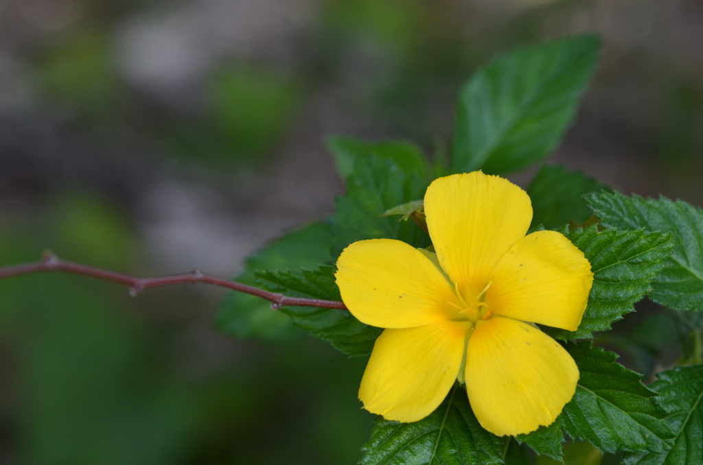 Yellow Alder I 5-4-23