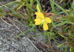 Ludwigia octovalvis　10-14-23