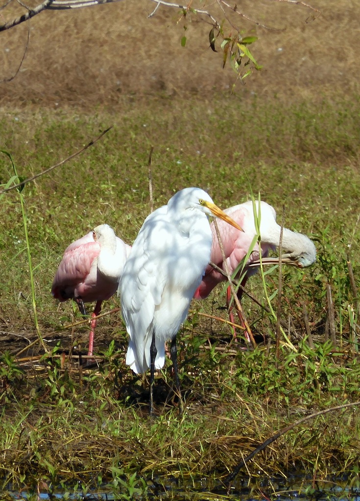 あなた親分?  10-15-25