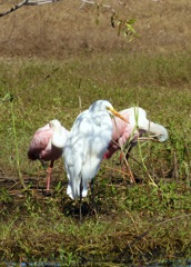 あなた親分?  10-15-25