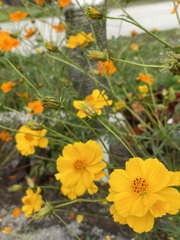 Yellow Cosmos 3-9-24