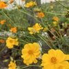 Yellow Cosmos 3-9-24