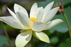 Sacred Lotus in Florida Garden I 7-17-25