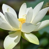 Sacred Lotus in Florida Garden I 7-17-25
