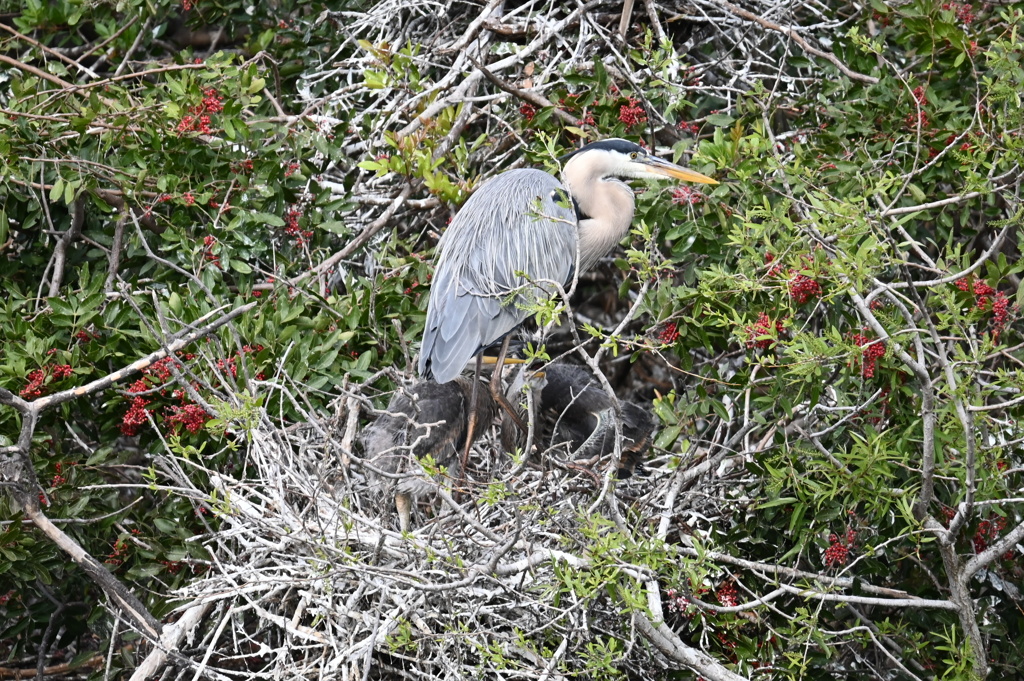 Great Blue Heron Family 1-30-26