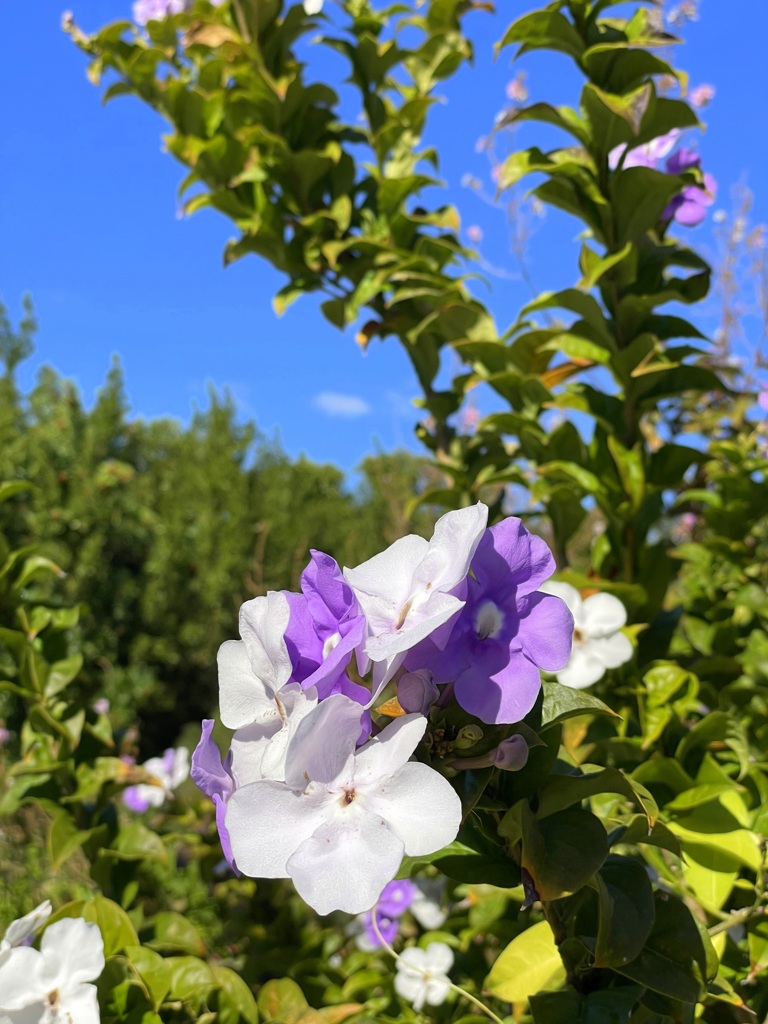 Brunfelsia 3 12-16-25