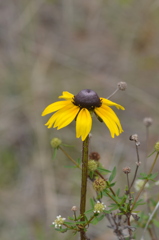 Rudbeckia hirta 3-8-24