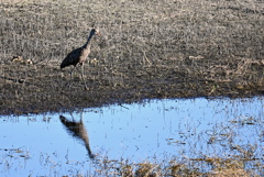 Aramus guarauna pictus  10-15-25