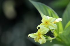 Pseudomussaenda flava II 7-17-25