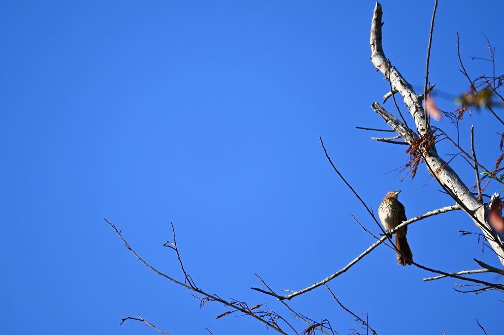 Brown Thrasher 10-26-24
