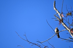 Brown Thrasher 10-26-24