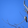 Brown Thrasher 10-26-24