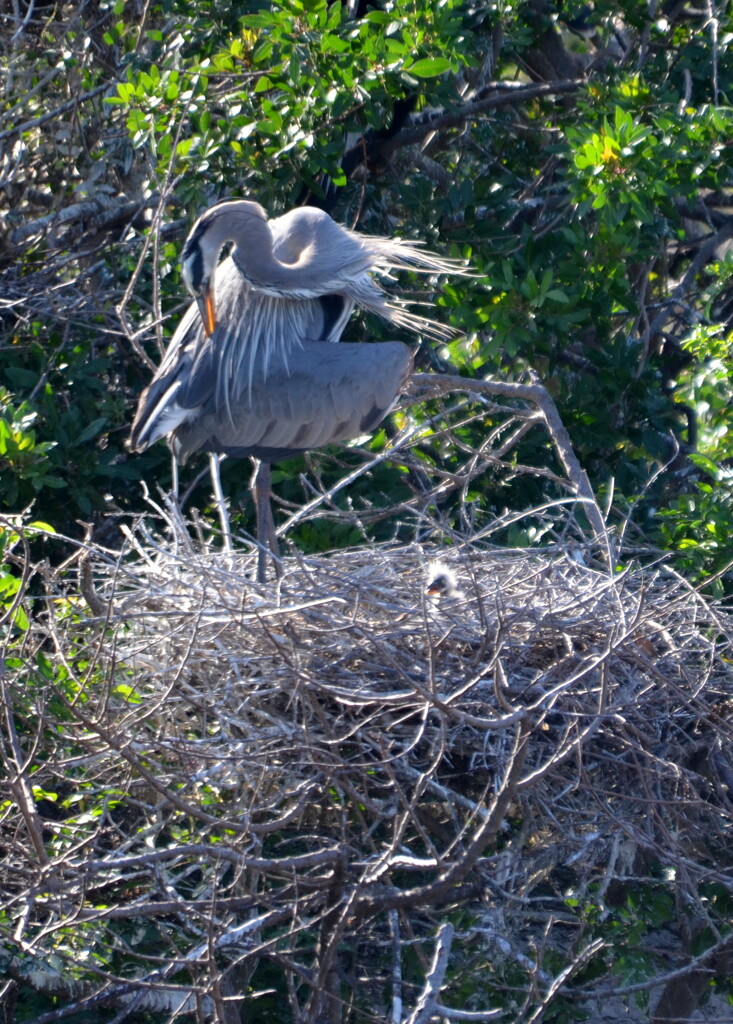Great Blue Heron and a Chick 2-9-23