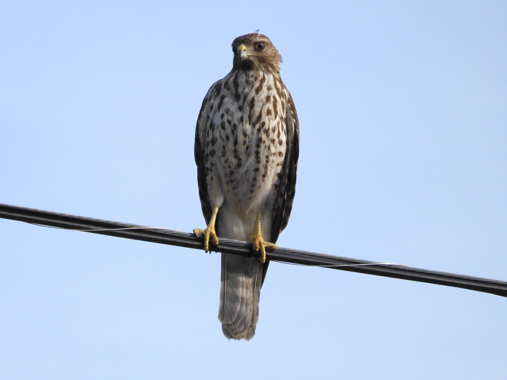 Red Shoulder Hawk