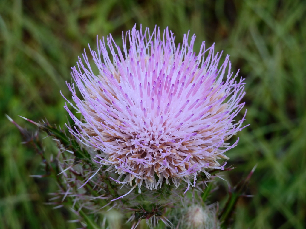 Cirsium horridulum No1 3-29-23