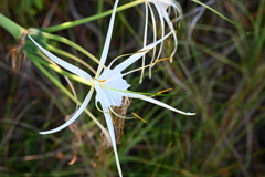 Perfumed Spiderlily I 8-30-25