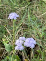 Blue Mistflower 3-9-24