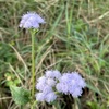 Blue Mistflower 3-9-24