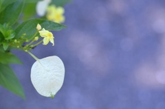 Yellow Mussaenda II 7-17-25