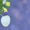 Yellow Mussaenda II 7-17-25